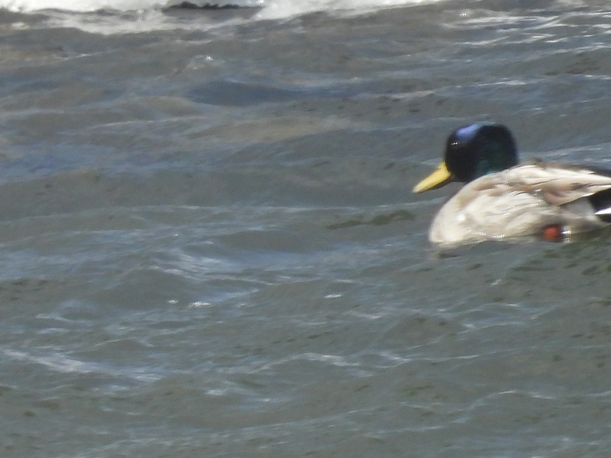 Крижень звичайний - ML651999629