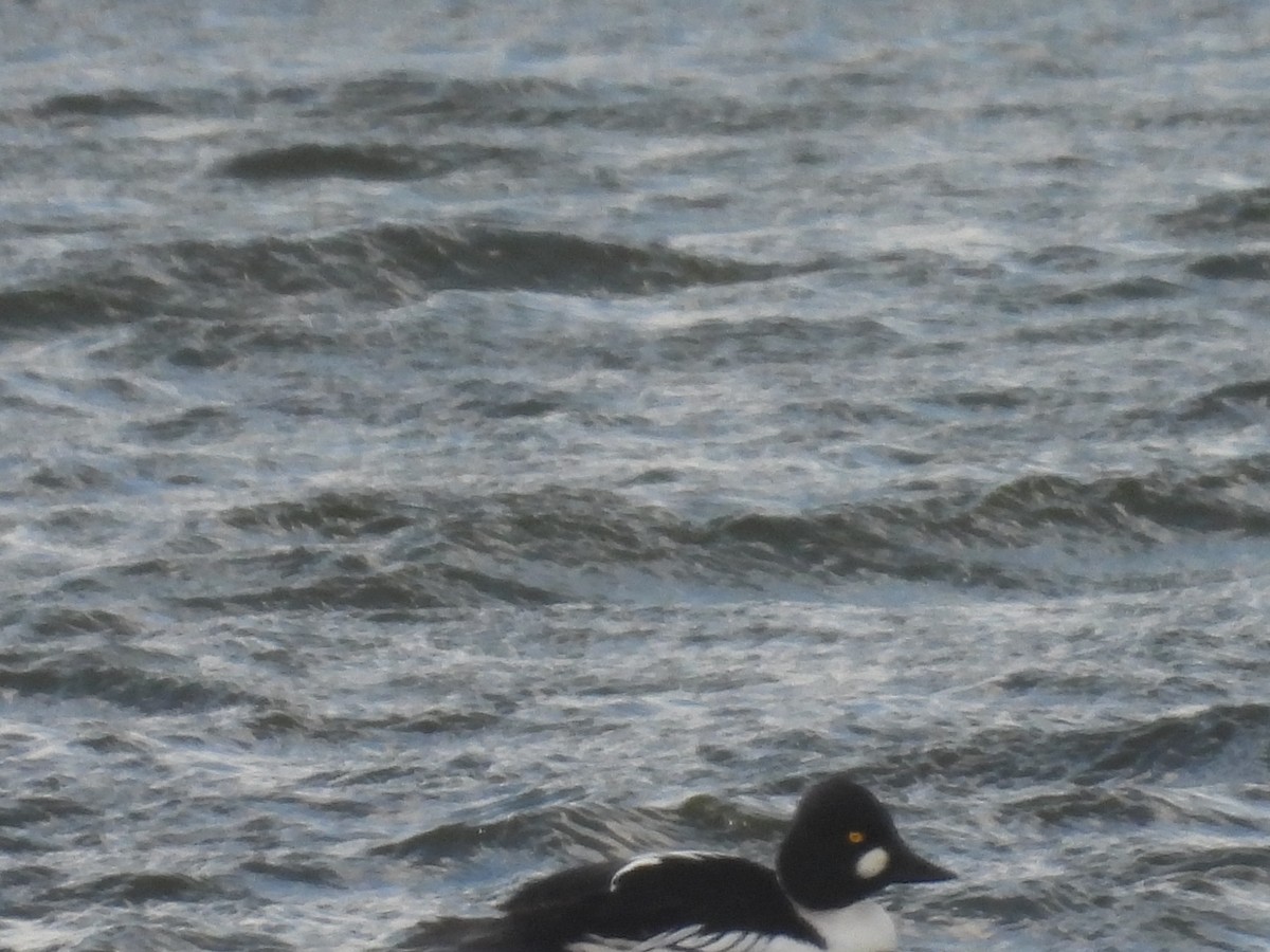 Гоголь зеленоголовий - ML651999661