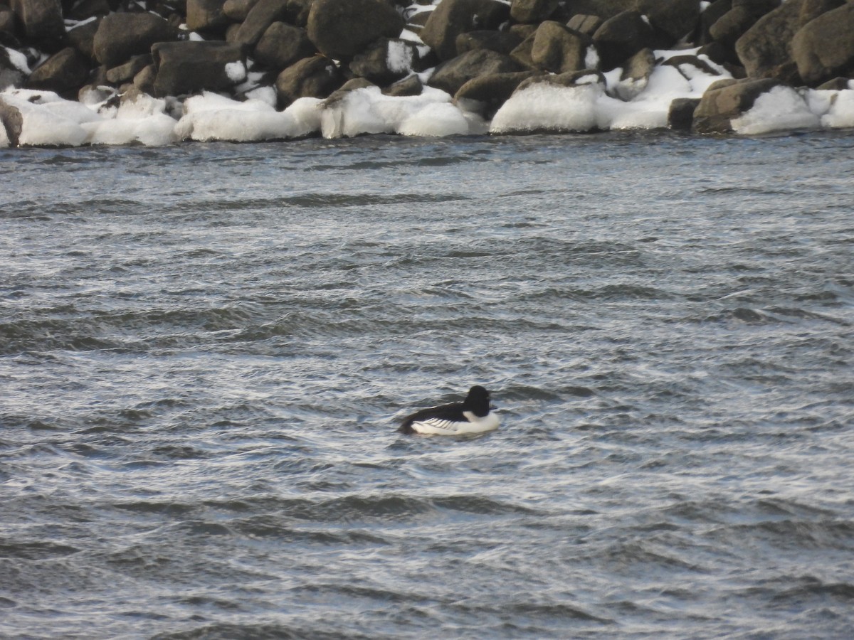 Гоголь зеленоголовий - ML651999662