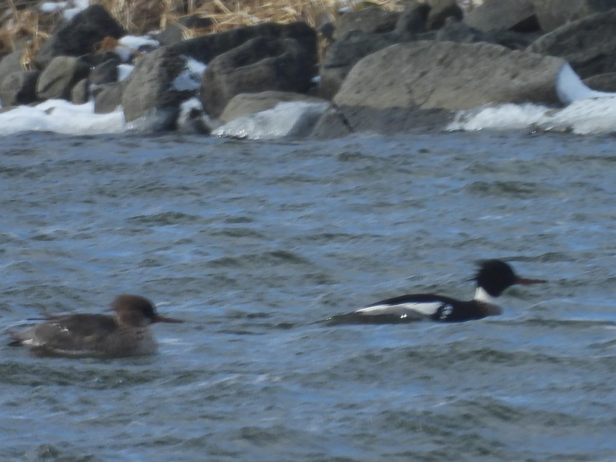 Крех середній - ML651999668