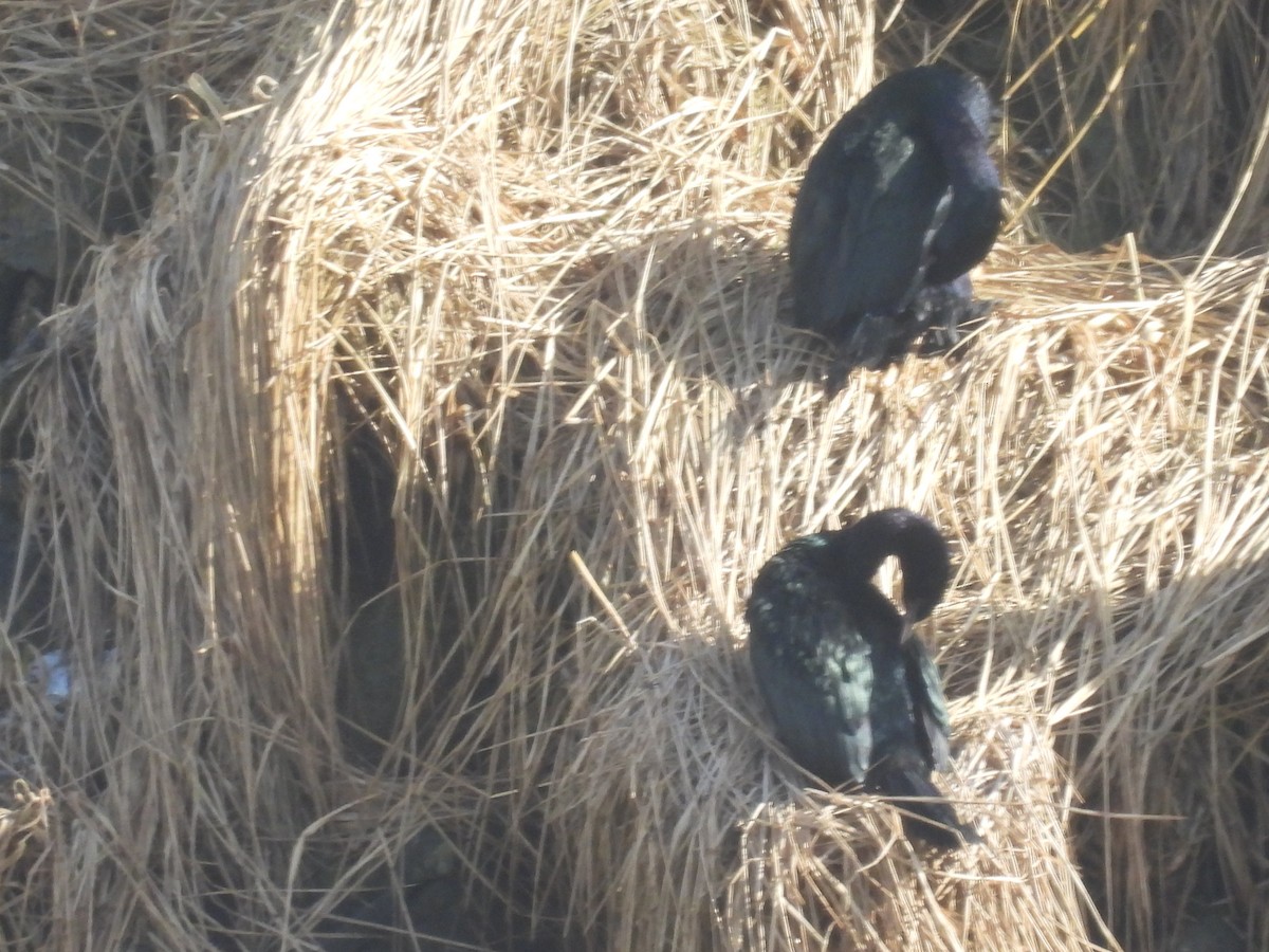 Баклан берингійський - ML651999708