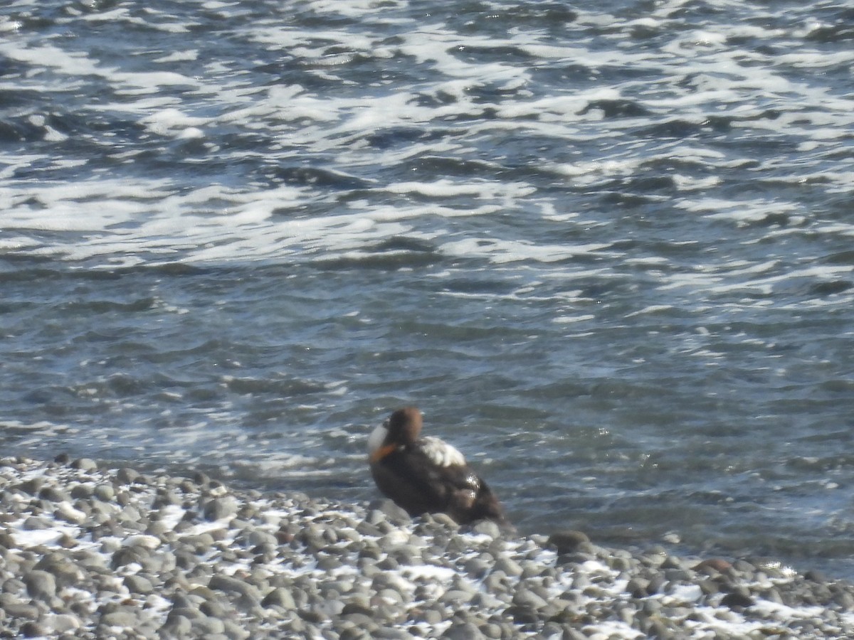 Пухівка зеленошия - ML651999725