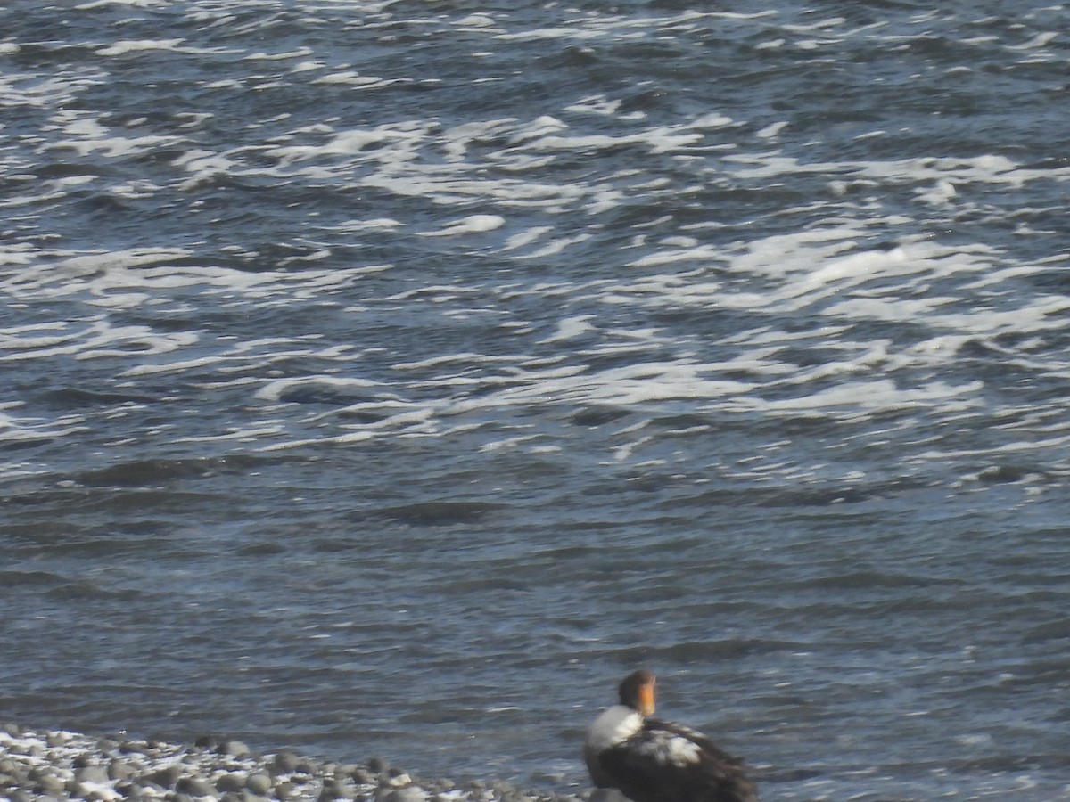 Пухівка зеленошия - ML651999726