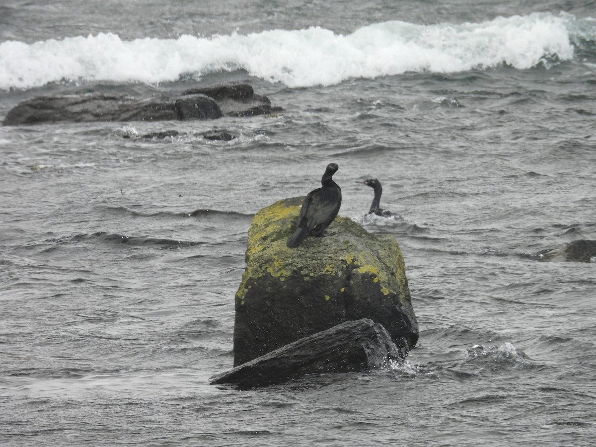 Баклан берингійський - ML651999793