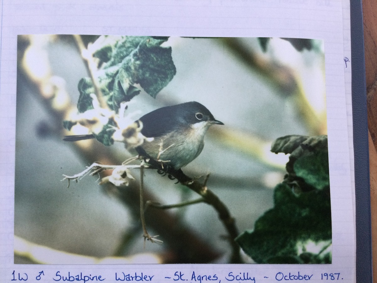 Western/Eastern Subalpine Warbler - ML652000744