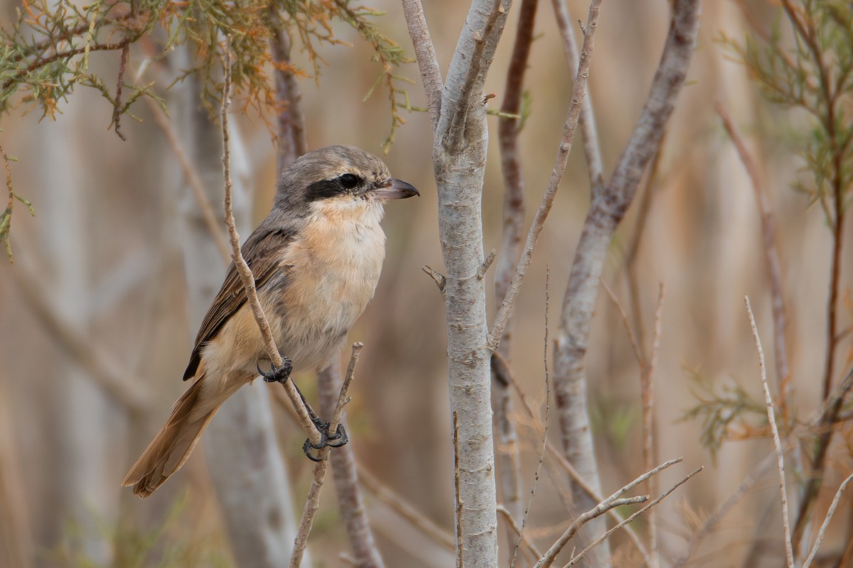 Alcaudón Isabel - ML652000809