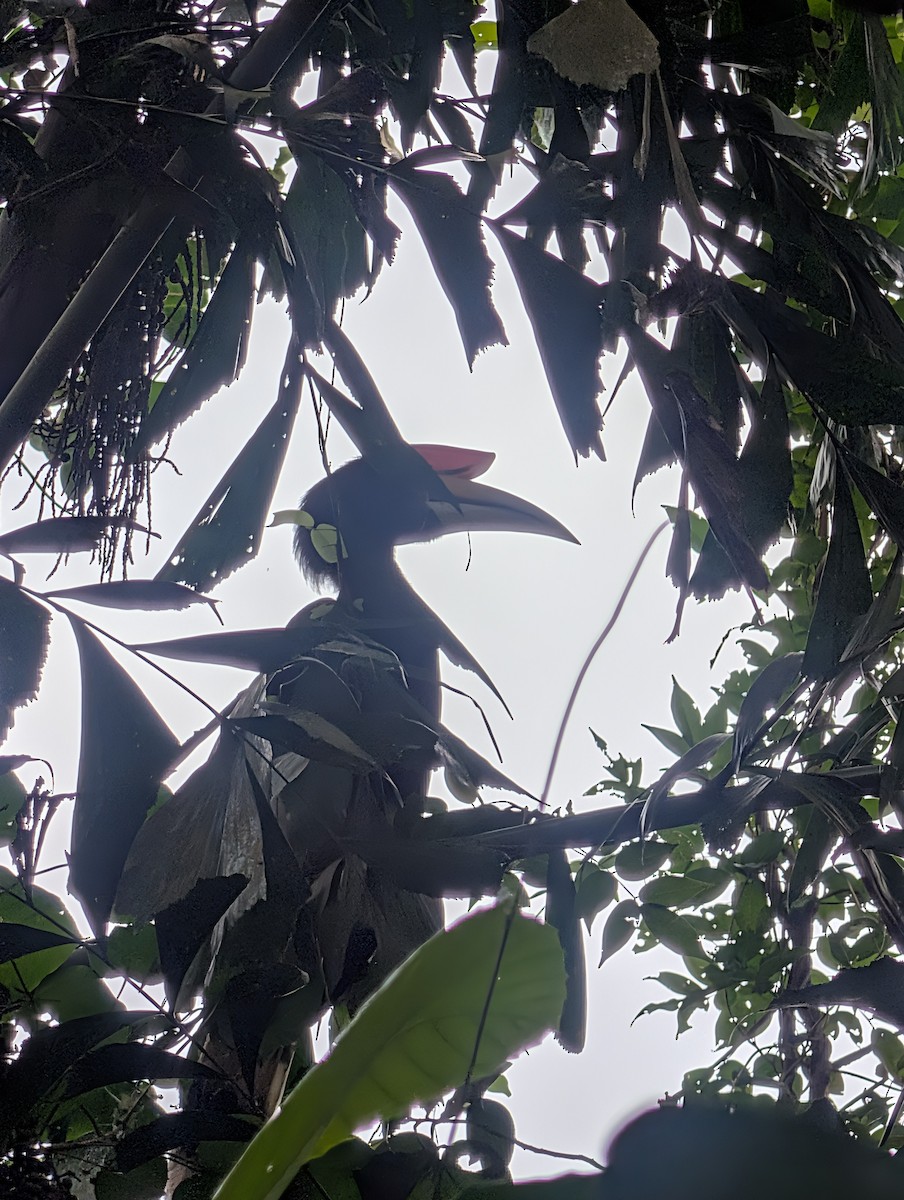 Rhinoceros Hornbill - ML652000937