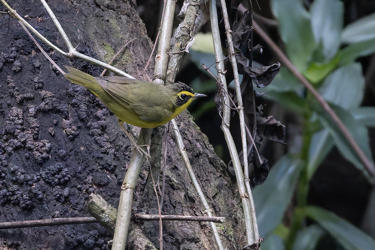 kentuckyparula - ML652001025