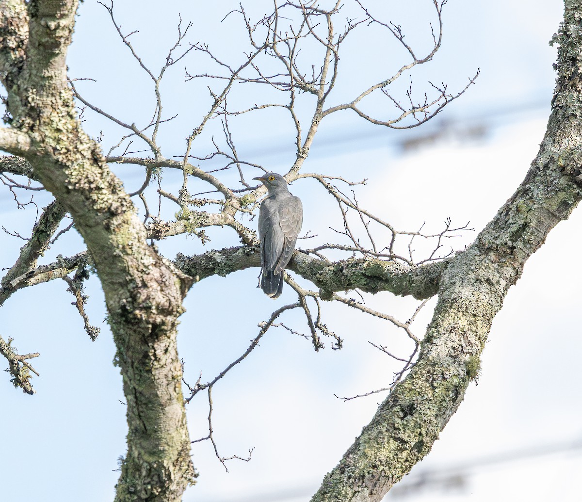 Common Cuckoo - ML652001430