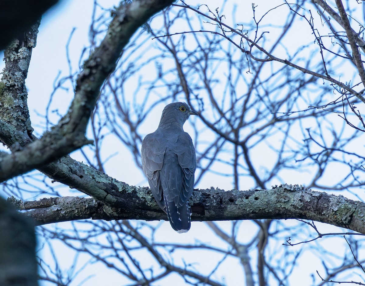 Common Cuckoo - ML652001431