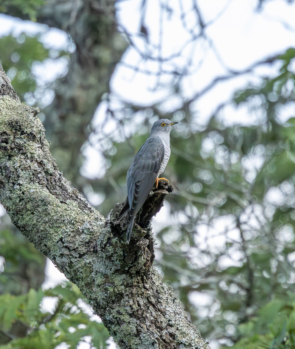 Common Cuckoo - ML652001432