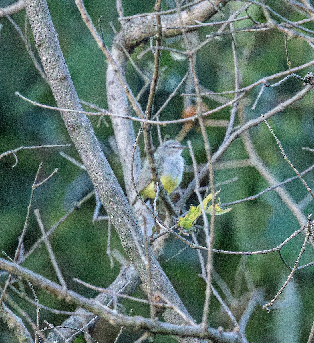 Yellow-bellied Eremomela - ML652001463