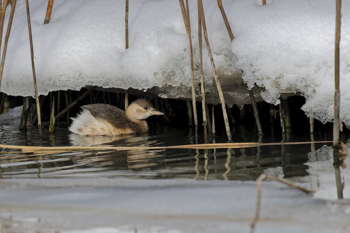 カイツブリ - ML652001988