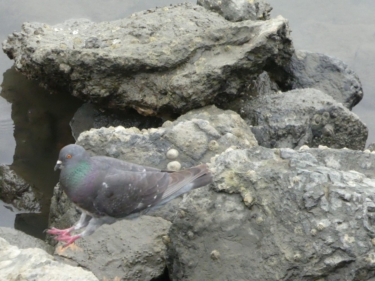 カワラバト（ドバト、家畜型） - ML652002860