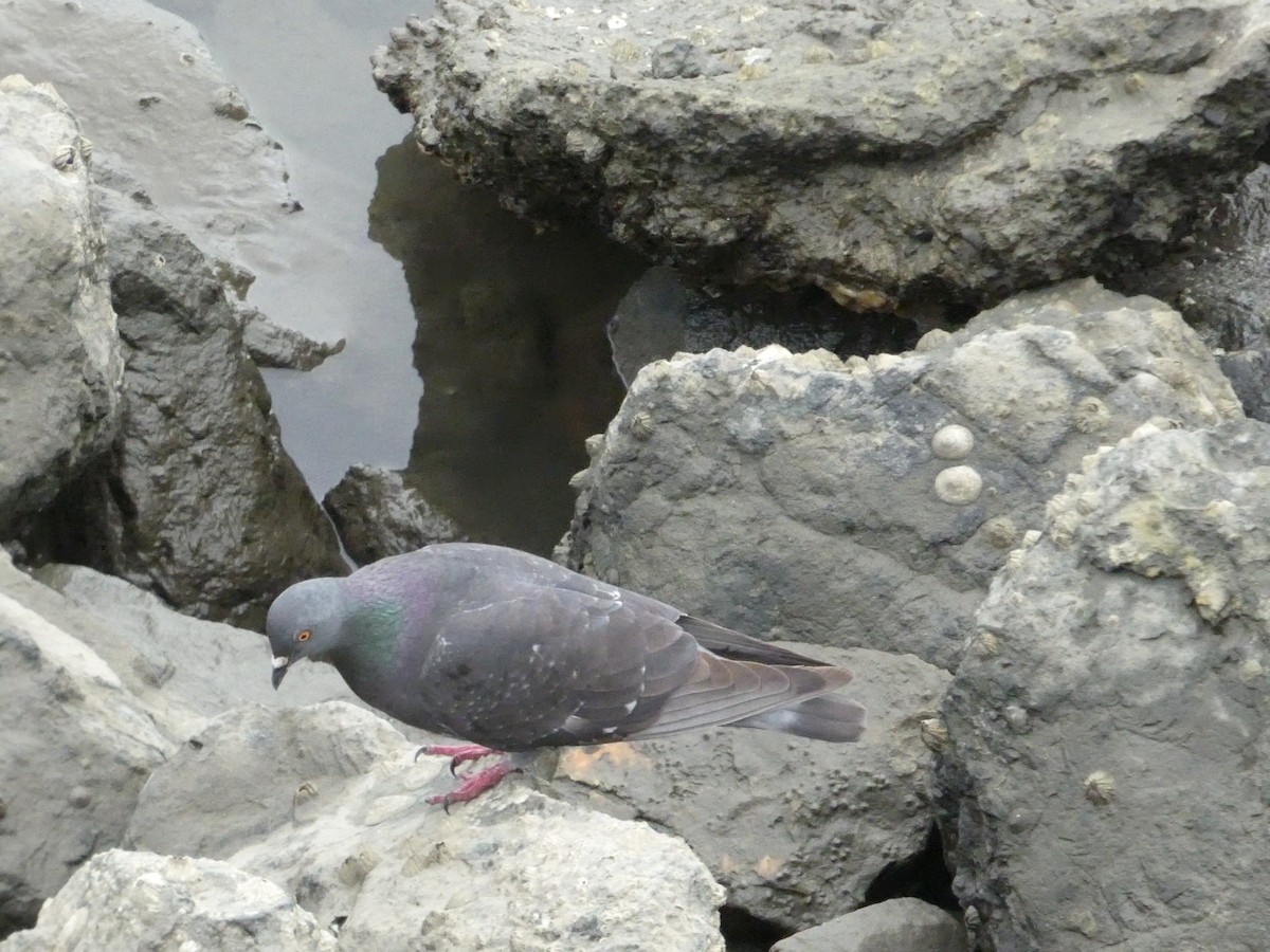 カワラバト（ドバト、家畜型） - ML652002861