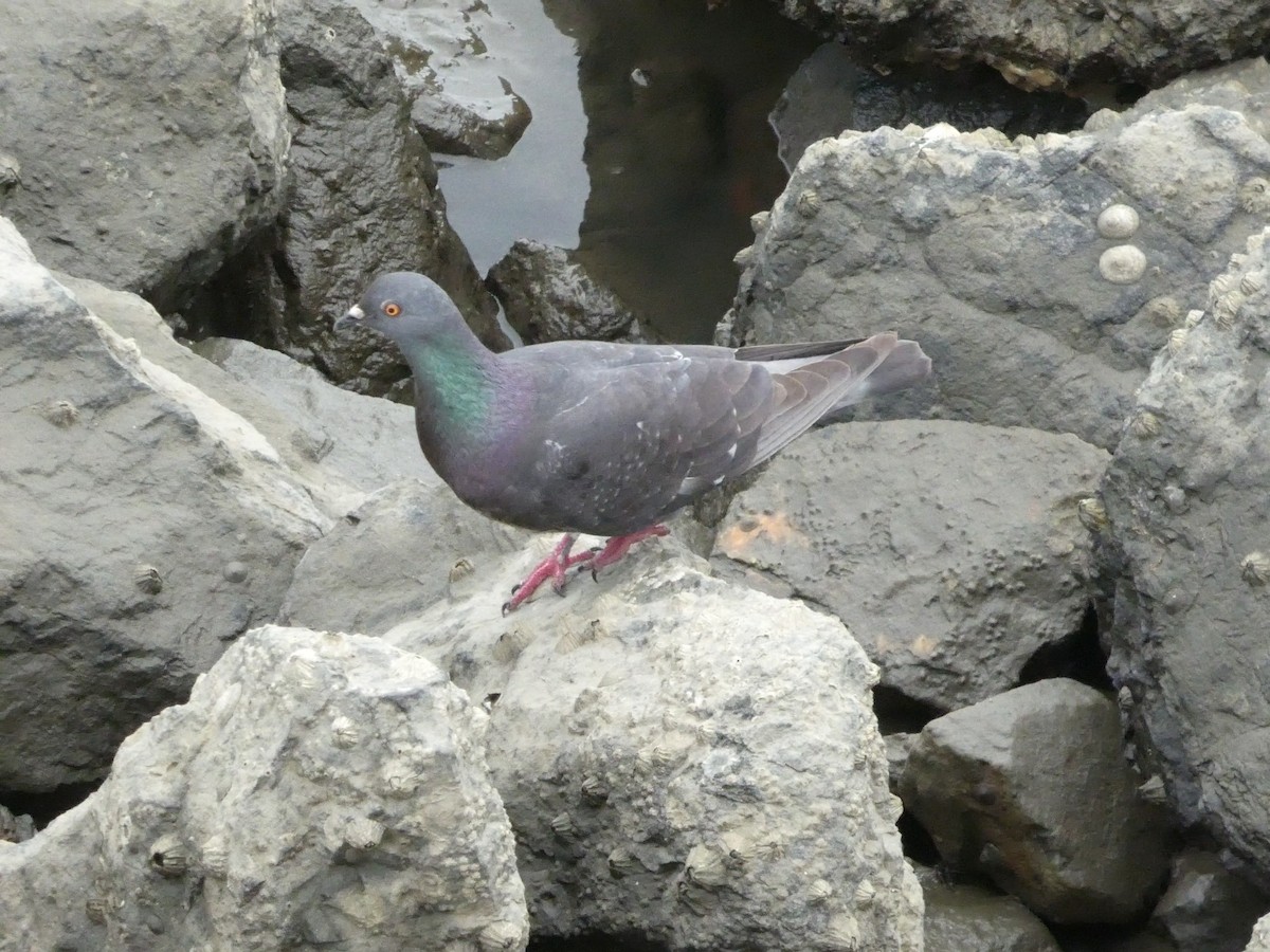 カワラバト（ドバト、家畜型） - ML652002862