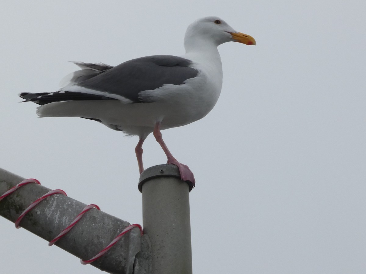 アメリカオオセグロカモメ - ML652002891