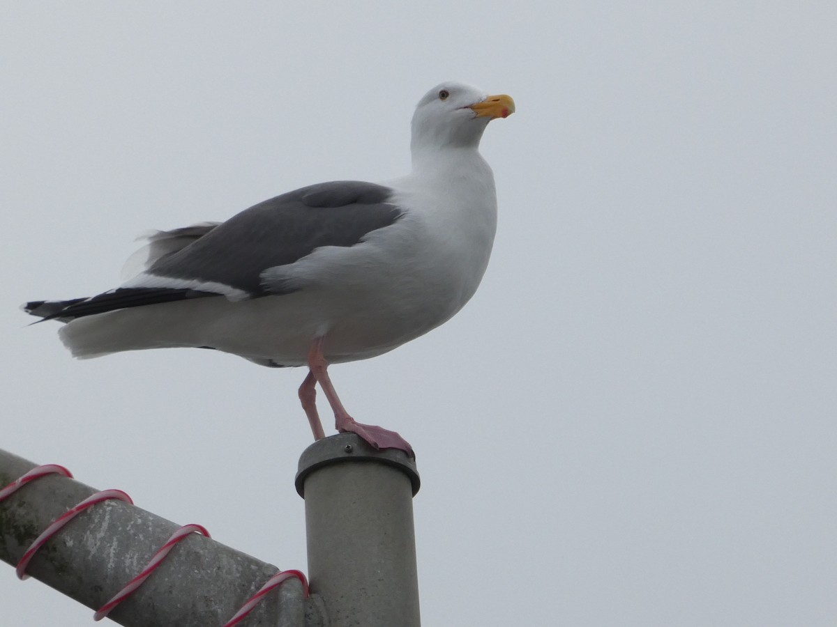 アメリカオオセグロカモメ - ML652002892