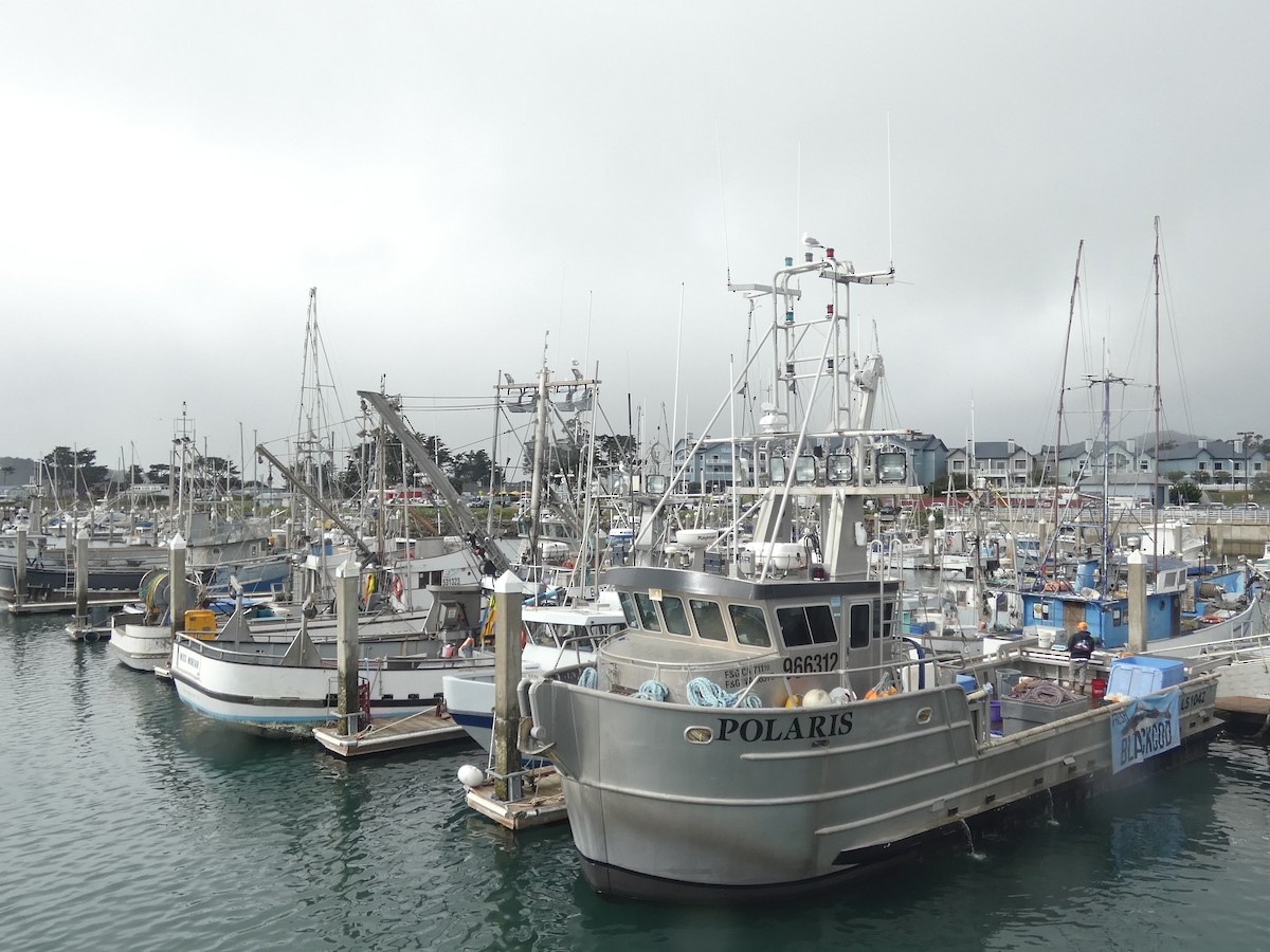 アメリカオオセグロカモメ - ML652002893