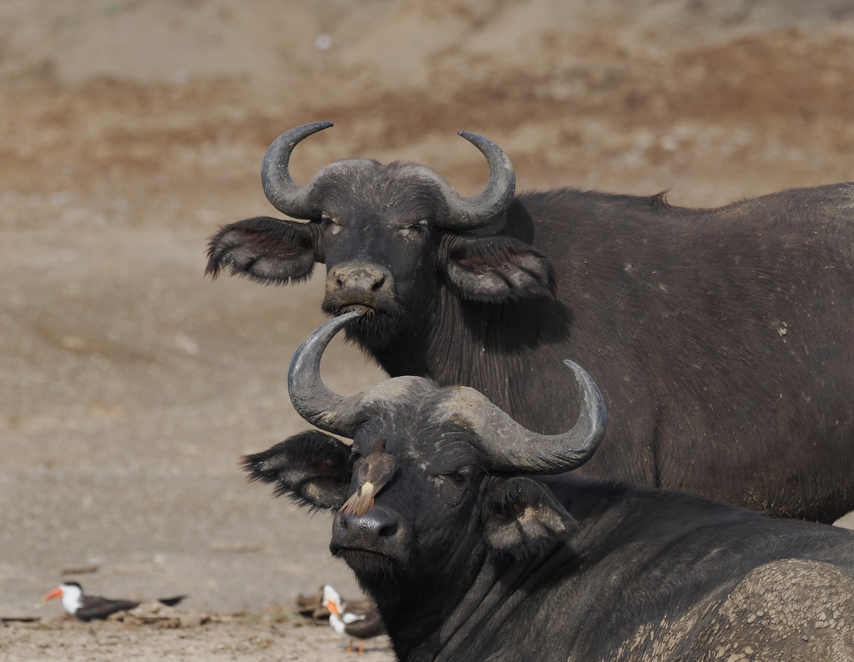 Ґедзеїд жовтодзьобий - ML652002985