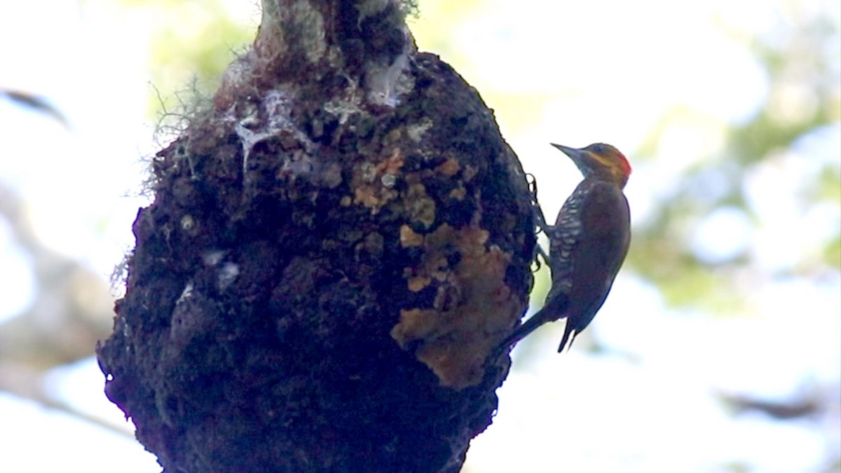 Pic à gorge blanche - ML652003169