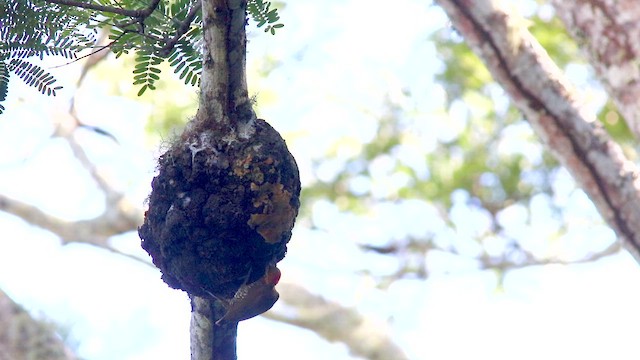 Pic à gorge blanche - ML652003172