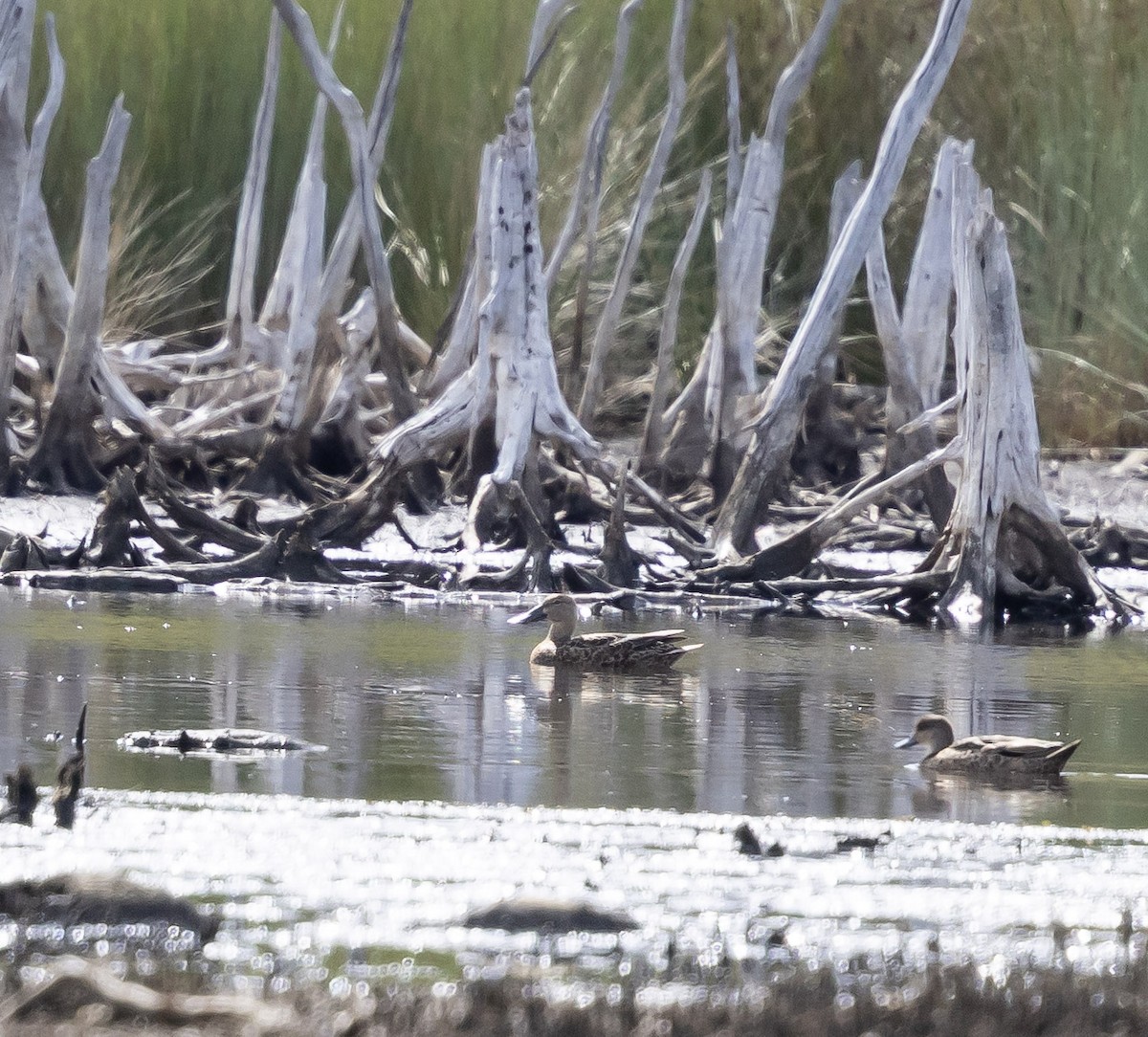 eBird Checklist - 2 Mar 2026 - Lake Innes Nature Reserve - 40 species