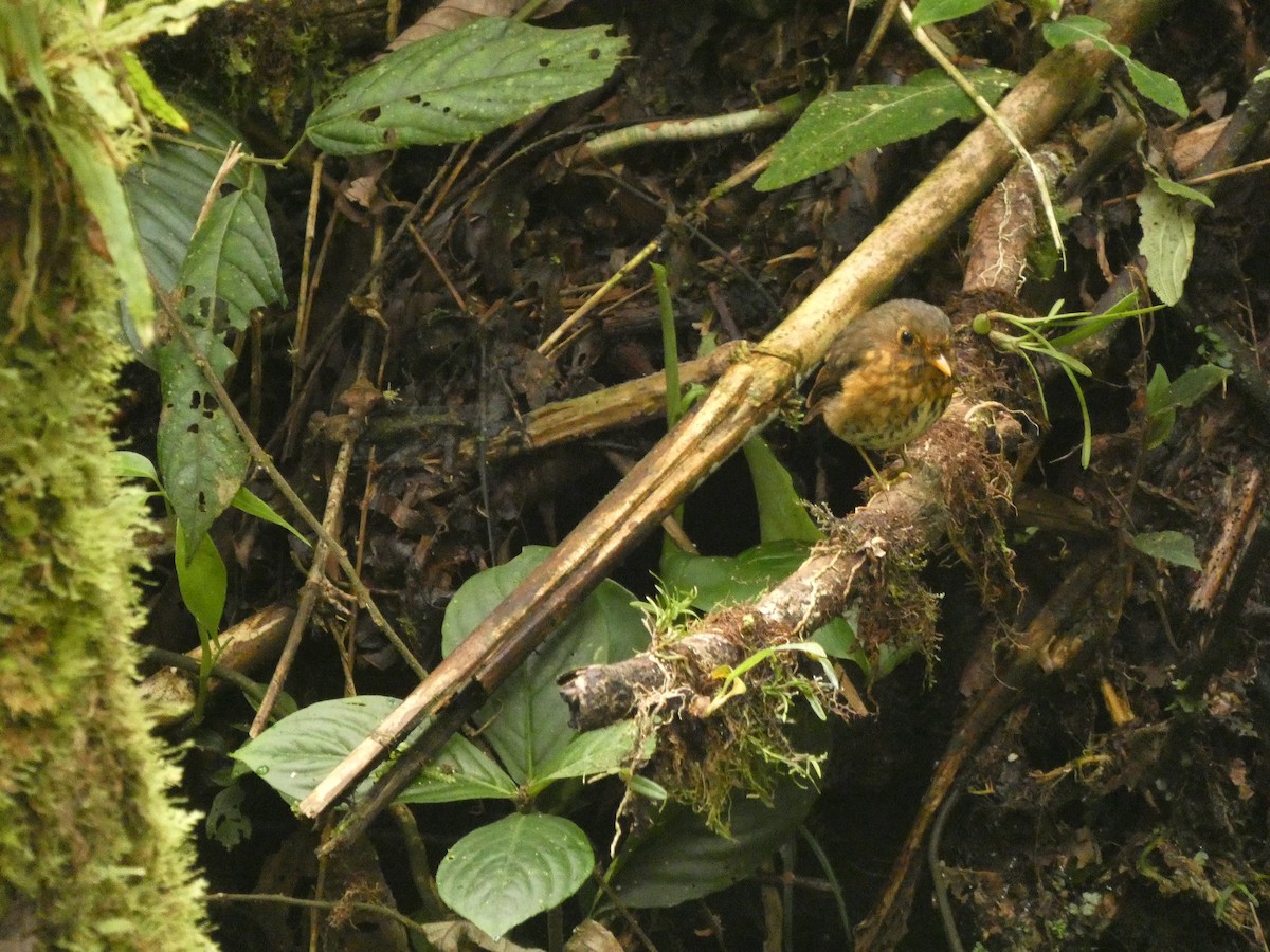 Aşırengi Yerçavuşu - ML652003345