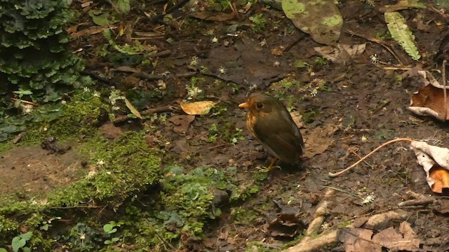 Aşırengi Yerçavuşu - ML652003346