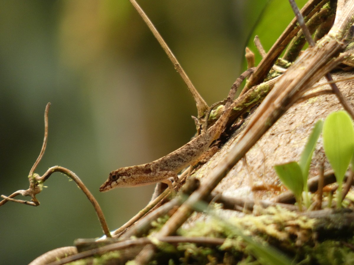 Sürüngenler - ML652003575