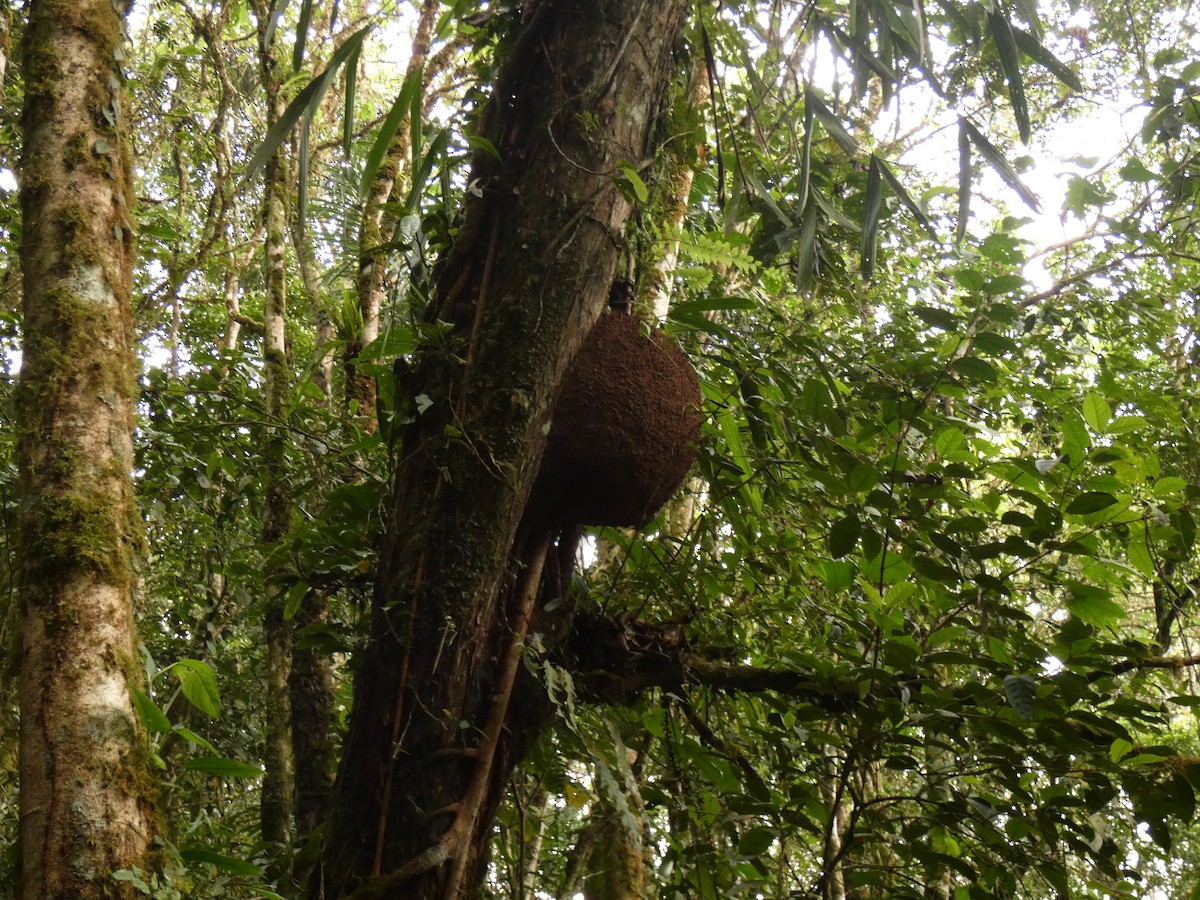 Böcek - ML652003713