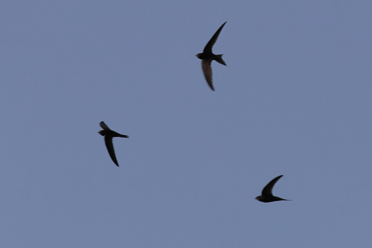 tårnseiler - ML652003965