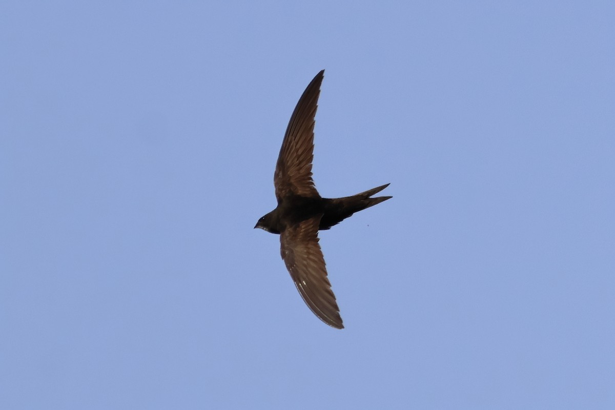 tårnseiler - ML652003993