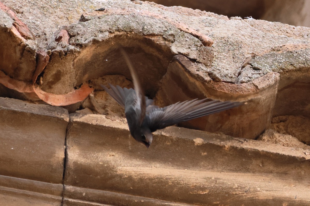 tårnseiler - ML652004000