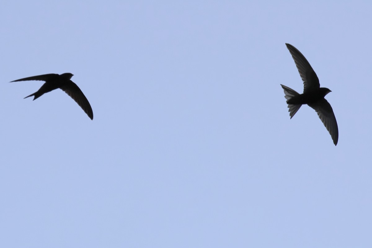 tårnseiler - ML652004001