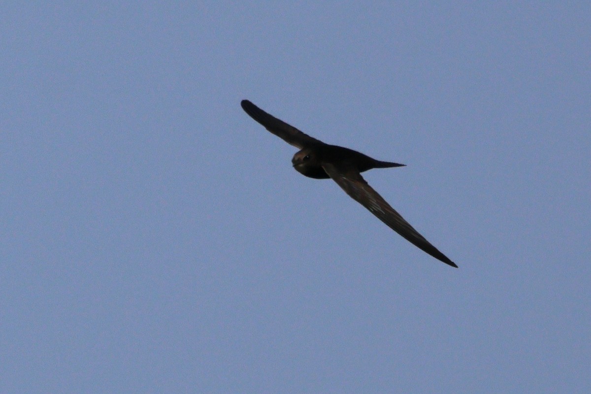 tårnseiler - ML652004092