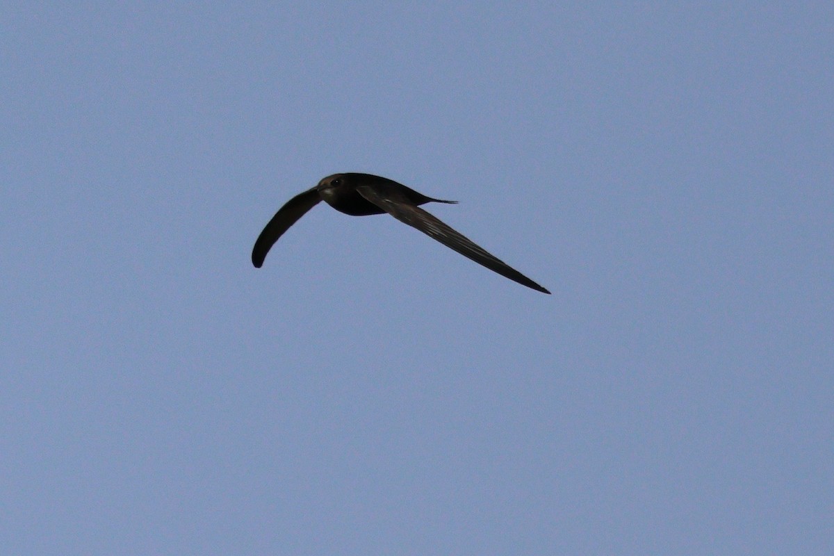 tårnseiler - ML652004093