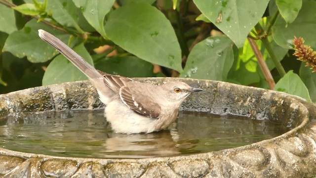 Northern Mockingbird - ML652004859