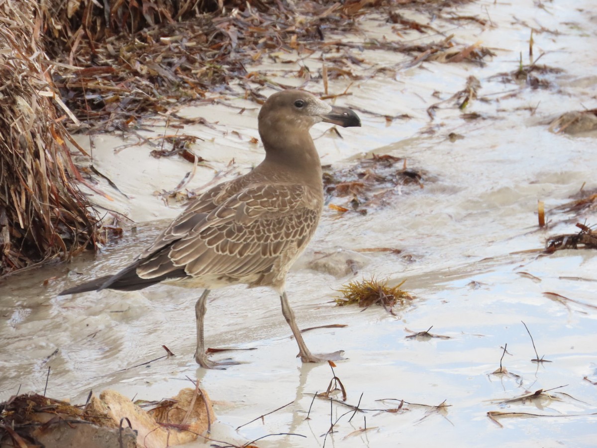 Pacific Gull - ML652005223
