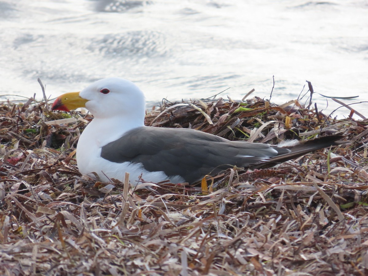 Pacific Gull - ML652005224