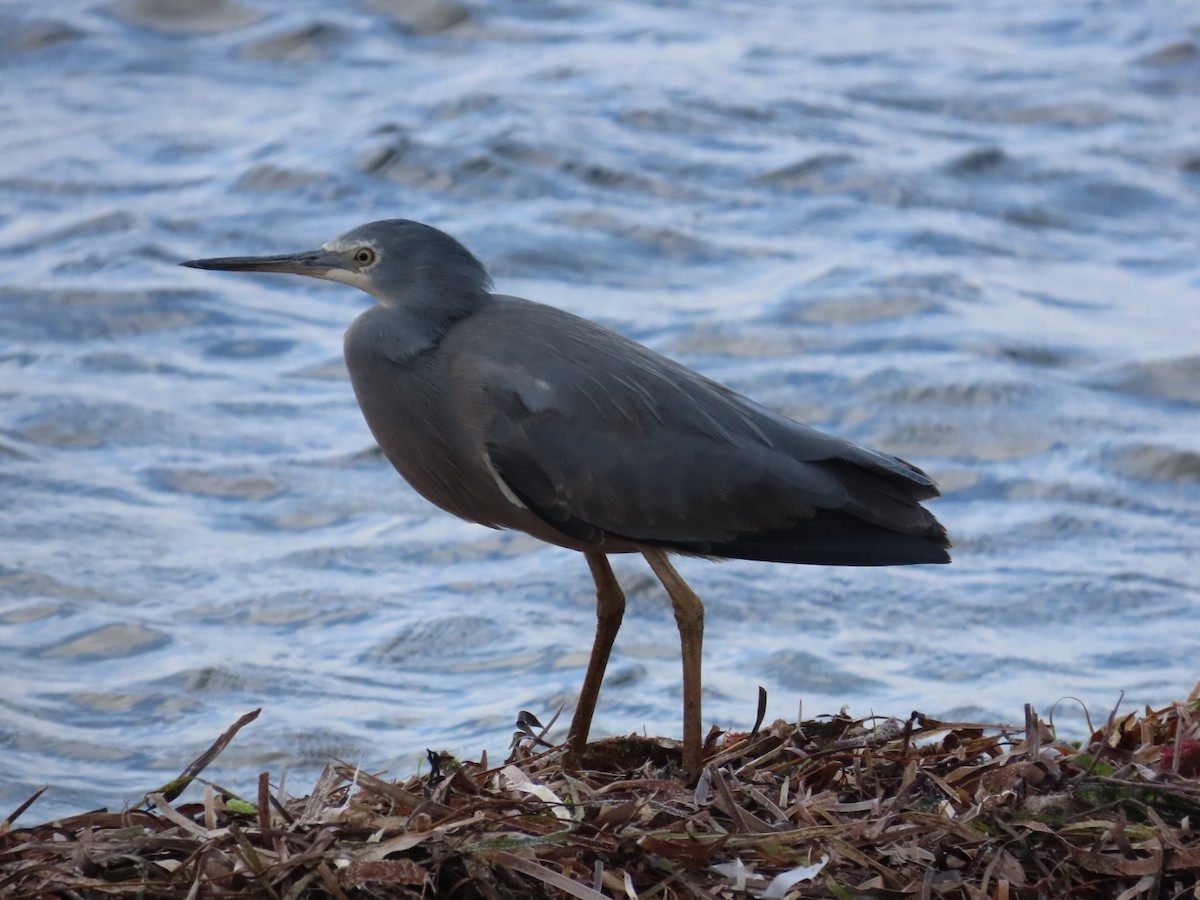 White-faced Heron - ML652005232