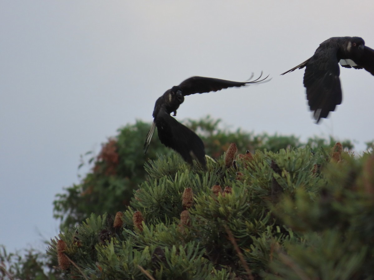 Carnaby's Black-Cockatoo - ML652005244