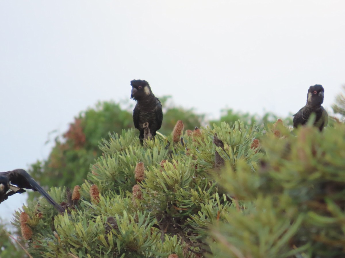 Carnaby's Black-Cockatoo - ML652005245