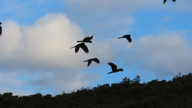 Carnaby's Black-Cockatoo - ML652005246