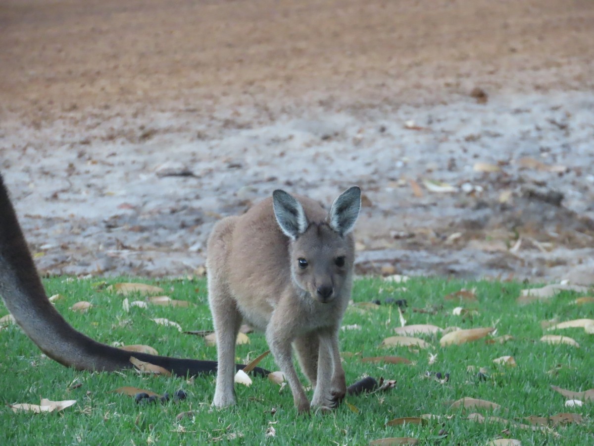 Western Grey Kangaroo - ML652005261
