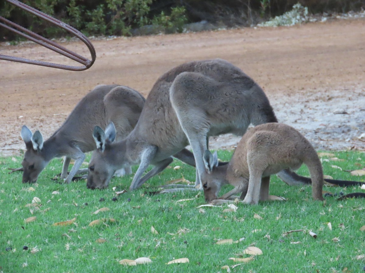 Western Grey Kangaroo - ML652005262