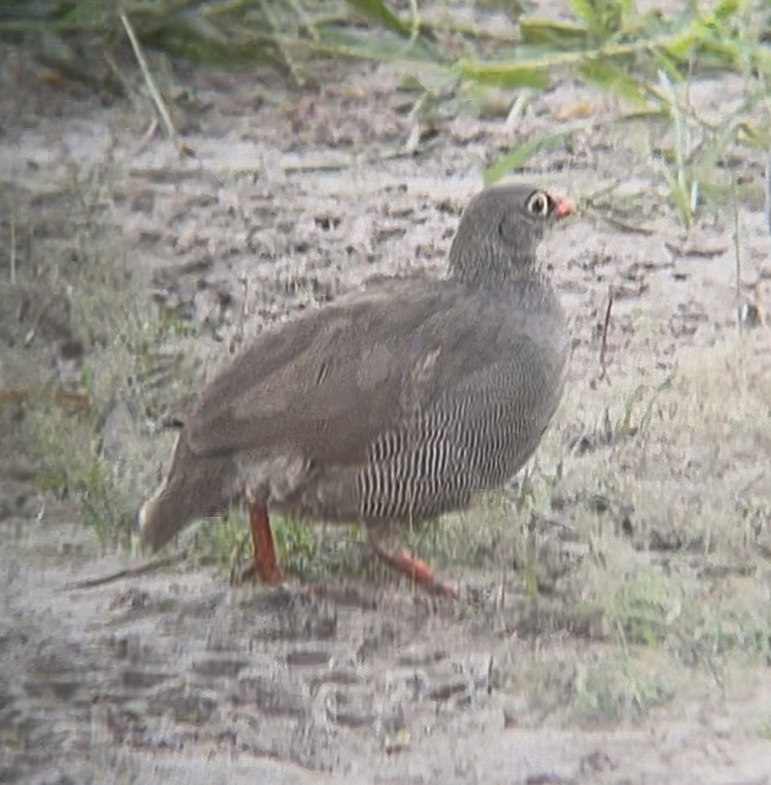 サザナミシャコ - ML652005352