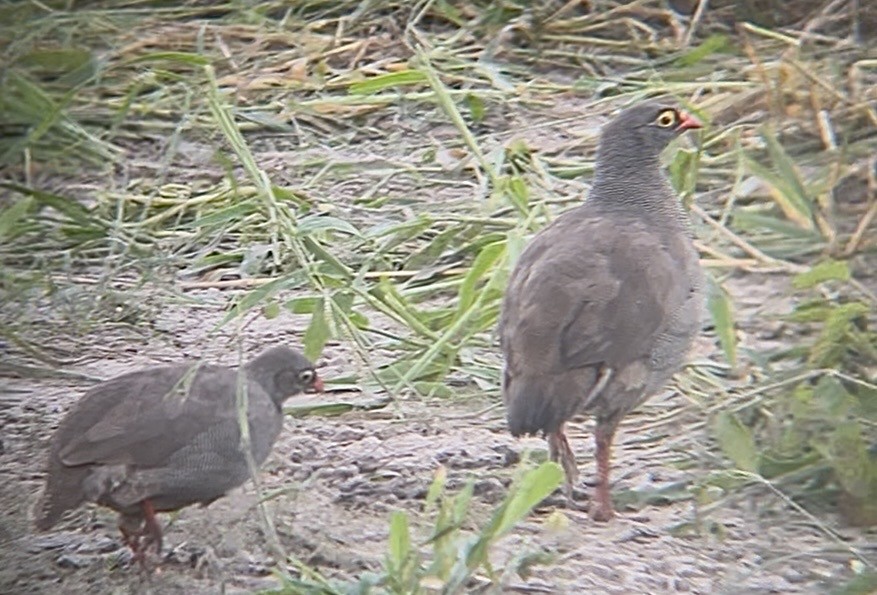 サザナミシャコ - ML652005353