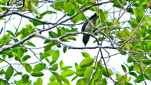 orientstær - ML652005535