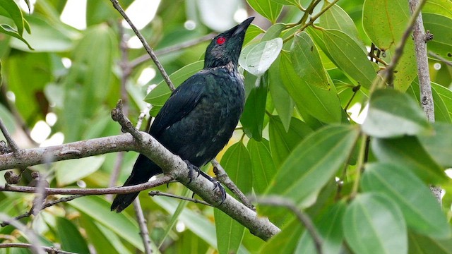 orientstær - ML652005536